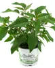 Enseleits Ananas Salbei, frischer Salbei mit Ananasduft, Produktbild-Vorschau 1