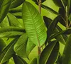 Livingwalls Vliestapete Neue Bude 2.0 Tapete grün braun Produktbild-Vorschau 1