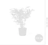 Bloomique - Fargesia rufa - Bambou non traçant - Persistant Voir les images du produit 6