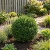 Bloomique - Zestaw 6 szt. - Ilex Crenata Jenny - Ostrokrzew Podgląd zdjęcia produktu 6