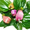 Flamingo kvetina "Lila Fiorino" fialová Anthurium andreanum Náhled obrázku produktu 2