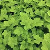 Bluszcz irlandzki hibernica 2L Podgląd zdjęcia produktu 5