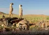 Erdmännchen - Kleine Wächter, große Abenteuer! - 2027 - Produktbild-Vorschau 4