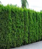 BALDUR Garten Thuja Smaragd Lebensbaum, 1 Pflanze, Produktbild-Vorschau 2
