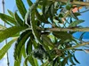 Japoński Wollmispel, Eriobotrya Japonica, Mispel 150cm Podgląd zdjęcia produktu 2