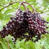 Schwarzer Holunder Haschberg Sambucus nigra großfrüchtig Produktbild-Vorschau 1
