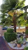 A palm tree in a garden setting with decorative rocks and bushes. Produktbild-Vorschau