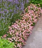 BALDUR Garten 3x Alpin-Rose Cutie Pie®, Pflanzen im 9x9 Produktbild-Vorschau 5