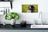 MuchoWow® Poster Ein Berner Sennenhund zwischen gelben Produktbild-Vorschau 3