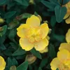 Plantes couvre-sol - Millepertuis commun - Hypericum Voir les images du produit 5