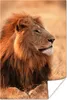MuchoWow® Poster Sonne - Löwe - Jagd 40x60 cm - Plakate für Produktbild-Vorschau 1