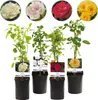 Green boutiQ - Rosier grimpant - Rosa Rainbow - Fleurs Voir les images du produit 1
