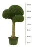 Olivenbaum XXXL ca. 80 Jahre Alt Winterhart bis -17 °C Höhe Produktbild-Vorschau 2