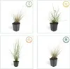 Plants by Frank | 12 Lampenputzergras Pflanzen | Pennisetum Produktbild-Vorschau 6