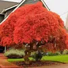 Semena Acer Palmatum - balení 10 ks - Exotická semena - Náhled obrázku produktu 4
