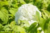 Hydrangea arborescens 'Annabelle', Schneeballhortensie, Produktbild-Vorschau 4