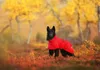 Rukka Pets Regenmantel Hayton X, Größe:55 cm, Farbe:red Produktbild-Vorschau 7