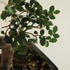 Bloomique - Bonsai Zelkova - Kształt litery S - Drzewko Podgląd zdjęcia produktu 4