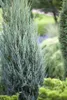 Juniperus scopulorum 'Blue Arrow', Wacholder, säulenförmig, Produktbild-Vorschau 1
