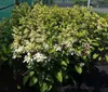 Hydrangea pan. 'Pinky Winky'® - Rispenhortensie 60- 80 cm Produktbild-Vorschau 4
