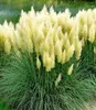 A large clump of white pampas grass with green foliage, with a body of water in the background. Produktbild-Vorschau