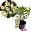 Hydrangea paniculata 'Skyfall', Rispenhortensie, 3 Liter Anteprima dell’immagine prodotto 1