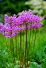 Stauden Gänge 1 x Dodecatheon meadia - Produktbild-Vorschau 3