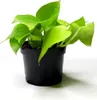 A potted green plant with bright green leaves sits in a black pot against a white background. Produktbild-Vorschau