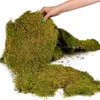 Terrario Shadow Forest Moss - muschio naturale 35x28cm Anteprima dell’immagine prodotto 13