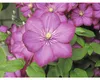 Plamének FloraSelf Clematis hybrid 'Ville de Lyon' 50-70 cm Náhled obrázku produktu 3