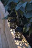 Star Trading 481-38, 3 Lampen, LED, Warmweiß, Draußen, Produktbild-Vorschau 8