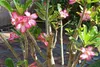 SAFLAX Set regalo - Rosa del deserto - 8 semi - Adenium Anteprima dell’immagine prodotto 6