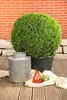 Ligustrum ovalifolium, Ovalblättriger Liguster, 50–80 cm Produktbild-Vorschau 8