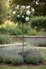 Rose 'Sweet Romanza' - Hochstamm  |  170–180 cm | Weiß Produktbild-Vorschau 2