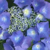 2 x  ortensia  - Hydrangea 'Teller Blue'  | 25-30 cm in Anteprima dell’immagine prodotto 2