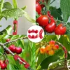 120 Stück Pflanzen Biegeclips für Wachstum Richtung Produktbild-Vorschau 3