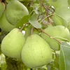 Alexander Lucas Birnenbaum - Buschbaum Topfballen Produktbild-Vorschau 2