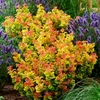 Leucothoe Curly Gold - Giallo - 2 piante - Sempreverde - Anteprima dell’immagine prodotto 5