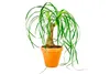 Gardners Beaucarnea recurvata, priemer 14-15 cm Náhľad obrázku produktu 1