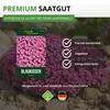 Blaukissen Rosa-rot Samen - Aubrieta deltoides - Produktbild-Vorschau 8
