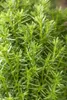 Thuja occidentalis 'Teddy', Kugel-Lebensbaum, kompakt, Produktbild-Vorschau 7