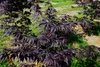 Fächerahorn ´BLACK LACE´ 50-60 cm, Cont. 3 l Produktbild-Vorschau 3