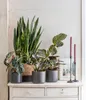 Dehner Pfeilblatt Polly, Alocasia amazonica, markante Produktbild-Vorschau 5