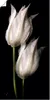 ARTland Poster Weiße Tulpen in der Nacht Größe: 50x100 cm Produktbild-Vorschau 1