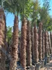 Palme Trachycarpus fortunei – Chinesische Hanfpalme, Höhe Produktbild-Vorschau 4