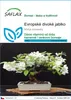 SAFLAX - Evropské divoké jablko - Malus sylvestris - 30 Náhled obrázku produktu 1