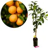 Citrus sinensis 'Navelina', Navelorange, 3-Liter-Topf Produktbild-Vorschau 1