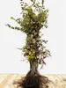 Carpinus betulus, Hainbuche, 80–100 cm Produktbild-Vorschau 1