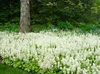 Stauden Gänge 3 x Tiarella cordifolia - Schaumblüte - Zarte Produktbild-Vorschau 7