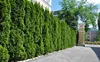 Stauden Gänge 10 x Thuja occidentalis 'Smaragd' - Produktbild-Vorschau 3